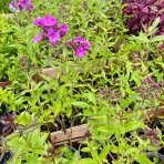 Flox metlinatý (Phlox paniculata) 'Sweet Summer Fragrance'® - kont. C1L